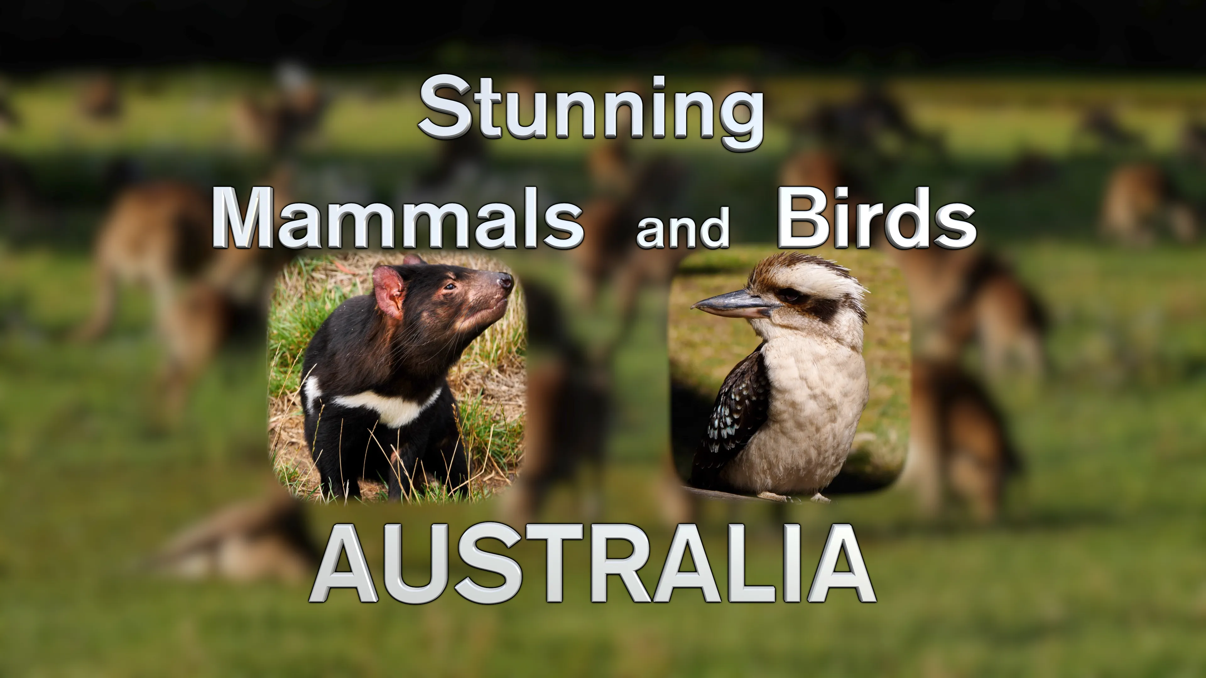 Stunning Mammals and Birds: Australia poster